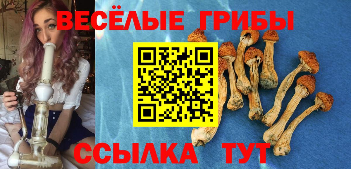 Псилоцибиновые грибы Psilocybe Омск